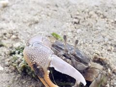 -北海金海湾红树林生态旅游区
