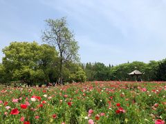 -上海滨江森林公园