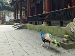 -都江堰普照寺