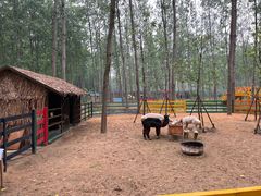 -合肥滨湖国家森林公园