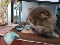 -喵屿·大理花园猫咖