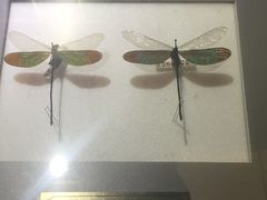 -上海昆虫博物馆