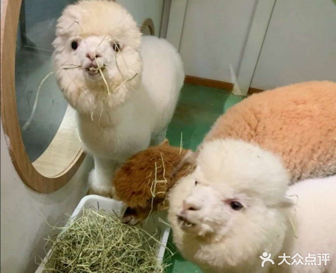 六一溜娃圣地|和小动物一起玩耍吧🌈