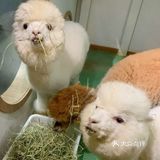 六一溜娃圣地|和小动物一起玩耍吧🌈