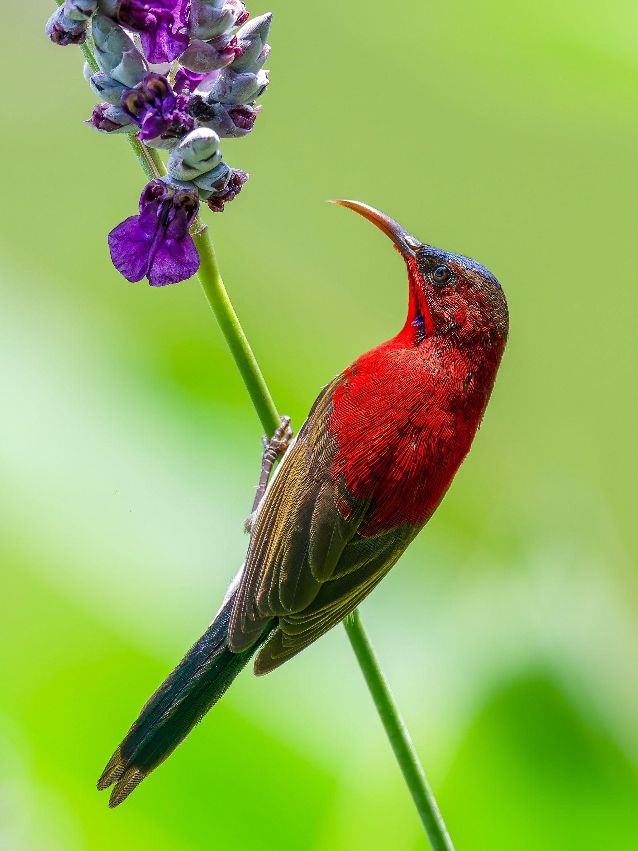 红色太阳鸟 美到心醉 太美了