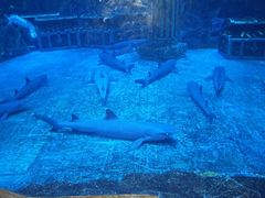 -芜湖新华联大白鲸海洋公园