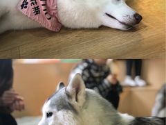 -Husky Go! 哈士奇体验馆·宠物咖啡厅狗咖