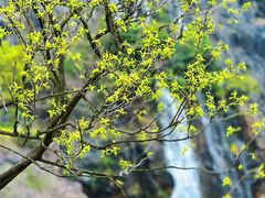 -上海辰山植物园