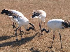 -盐城丹顶鹤湿地生态旅游区