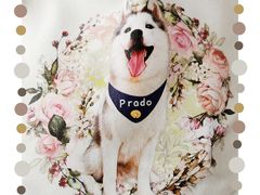 -Husky Go! 哈士奇体验馆·宠物咖啡厅狗咖