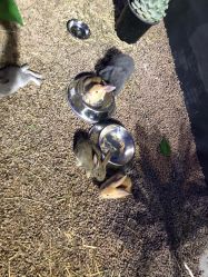 -酷嗒动物文化乐园(cutezoo西溪乐天城店)