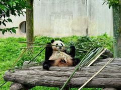 -卧龙中华大熊猫苑神树坪基地