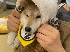 -逗柴咖啡屋·狗咖猫咖宠物桌游