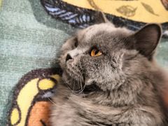 -猫和宫(六道口店)