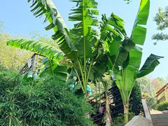 -溪山云境森林音乐餐厅(湖景店)