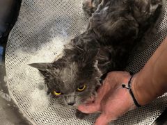 -PETKIT 小佩宠物·低压洗护·美容·寄养(安远店)