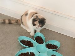 -豆老板的猫咖啡(碑林博物馆店)