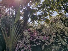 -深圳国际园林花卉博览园