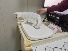 -伟伟宠物医院·瑞派猫友好医院·猫科(光谷店)