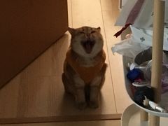 -东方名猫馆·英短金渐层布偶猫舍(环线广场1号楼店)