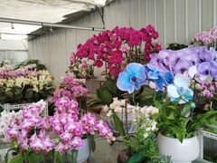-金科花卉市场