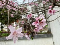 -凡碧诗毛孔收细