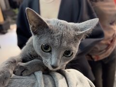 -琪喵猫屋·撸猫猫咖·猫舍
