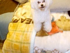 -PETKIT 小佩宠物·低压洗护·美容·寄养(安远店)