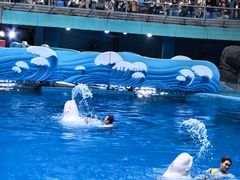 -海合安成都极地海洋公园