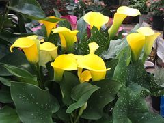 -秦美花卉(天朗·莱茵小城2期店)