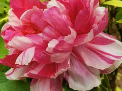 -紫光园·烤鸭·北京菜(劲松店)