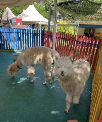 -萌宠亲子动物乐园(槐房万达店)