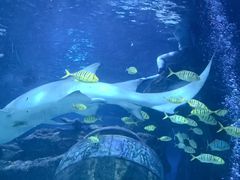 -太平洋海底世界