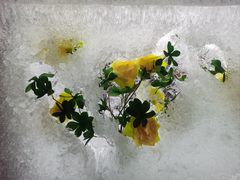 -沈阳奥体冰雪嘉年华
