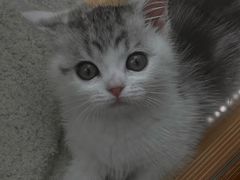 -帕帕拉兹宠物(亚洲旗舰店)