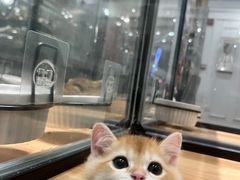 -袖虎·猫馆(体育西路店)