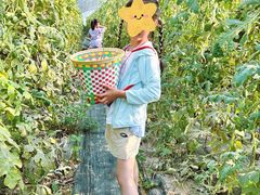 -庞各庄西瓜蔬菜采摘园·锦华瓜园