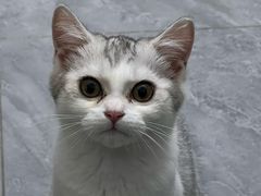 -拜鲁耶动物诊疗中心·宠家动物医院