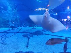 -烟台海昌鲸鲨海洋公园