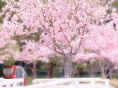 -新江湾城公园