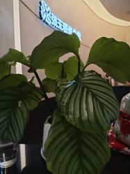 -Fundi张玉珊修身堂·indiba·BTL科技瘦身