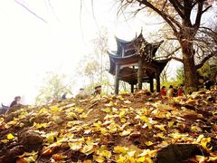 -千年银杏谷文化旅游区