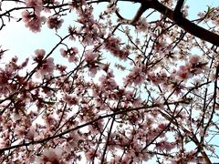 -桃花堤公园