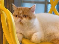 -喵屿·大理花园猫咖