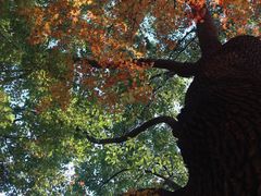 -秋霞圃