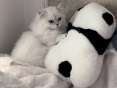 -飞行喵MR PILOT|猫舍·猫咖(静安大融城店)
