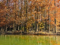 -上海海湾国家森林公园