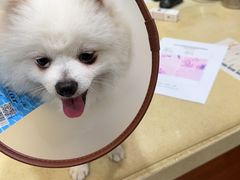 -艾贝尔宠物医院·24H转诊中心·肿瘤猫专科(江宁双龙店)