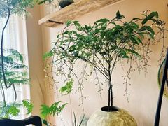 -蓝山四季西餐植物店