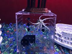 -芜湖新华联大白鲸海洋公园